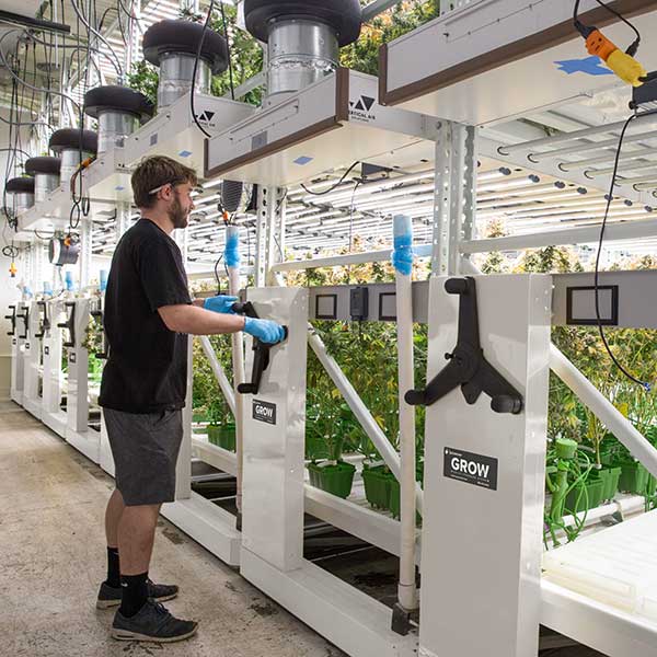 indoor cannabis farming heavy-duty table racking