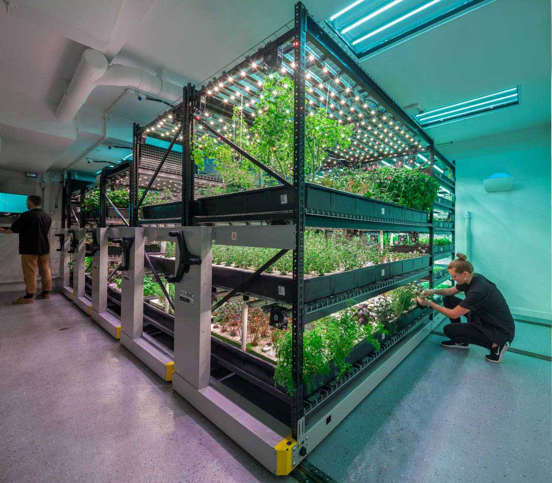 basement commercial kitchen veg grow system