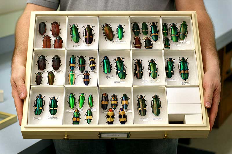 entomology drawer housing colorful specimens 