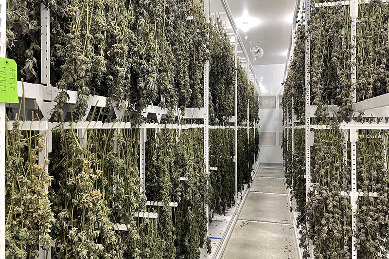 cannabis drying room - hanging racking system