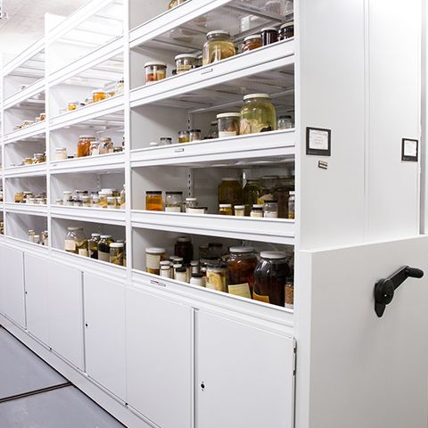 cal science museum specimen collection