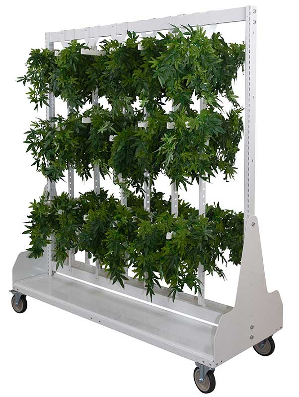 cannabis drying rack with plants drying