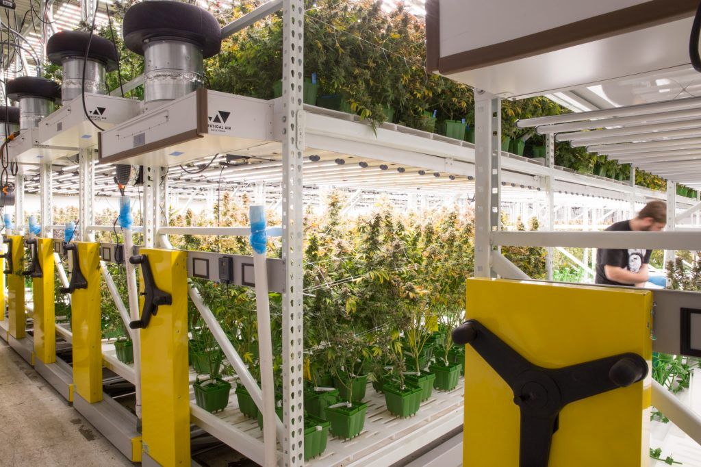 cannabis on multi tier grow mobile racking system