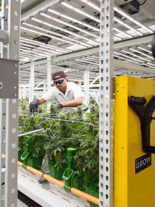 cannabis grow high yield project