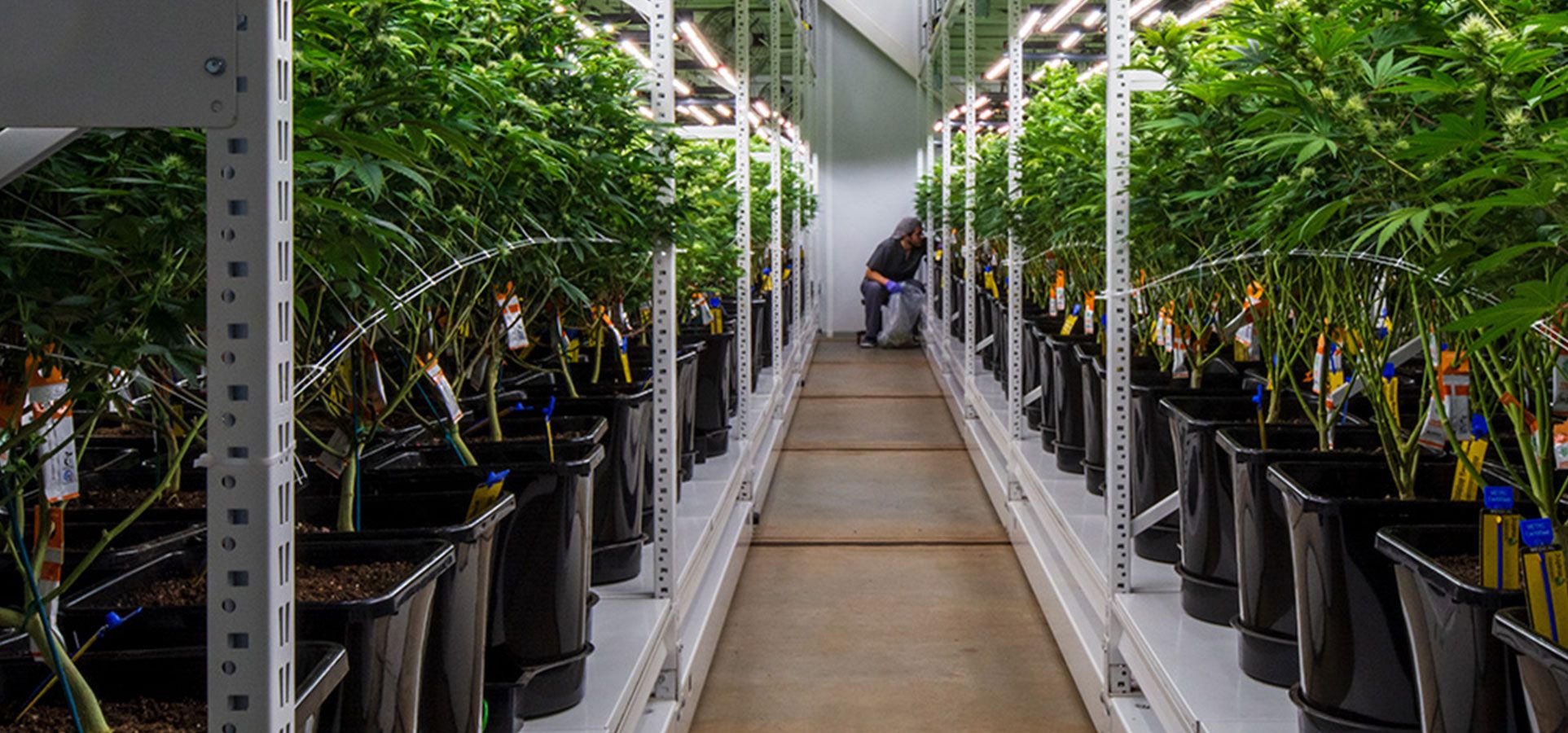 cannabis on vertical grow system
