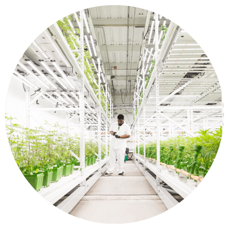 cannabis grow room wide aisle work space