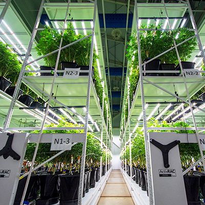 cannabis indoor vertical grow systems