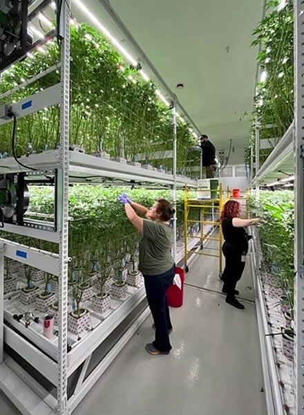 Spacesaver multi-tier commercial racking for indoor cannabis growth