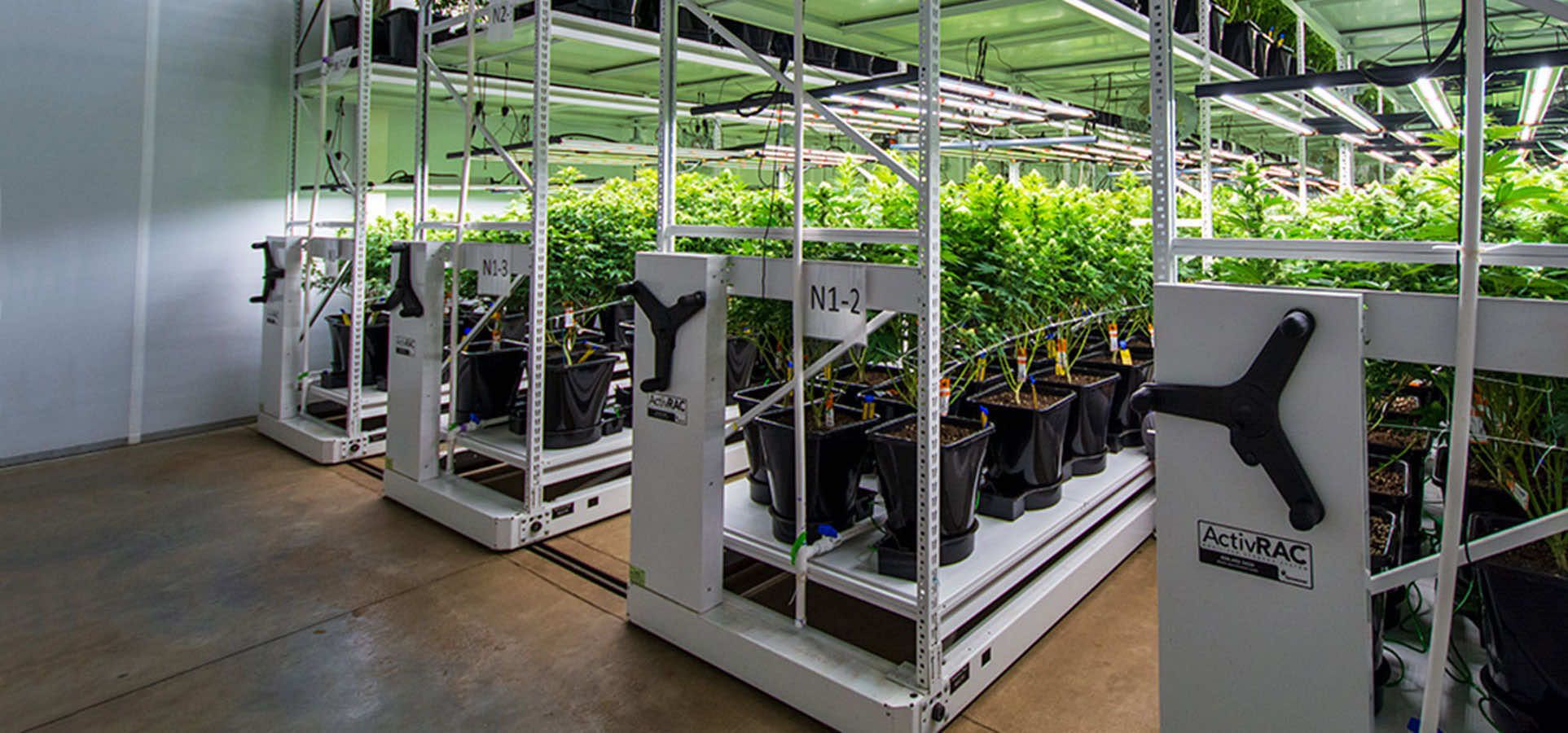 cannabis on grow mobile system in an indoor grow facility