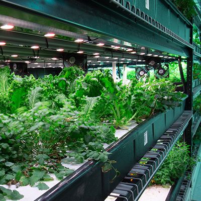cea indoor grow systems