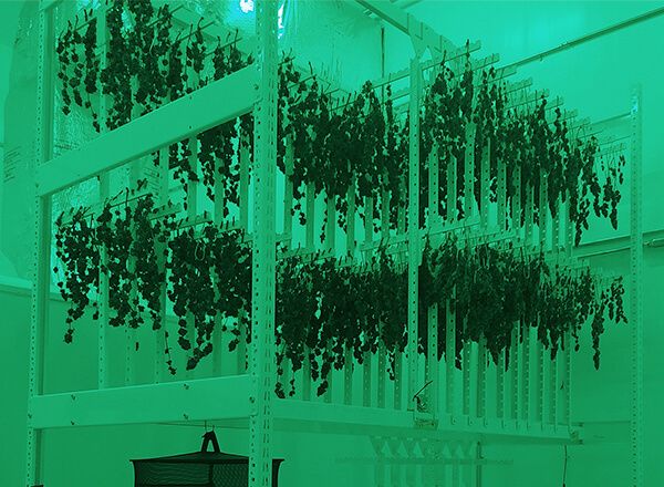 commercial cannabis drying room racking system in green light room
