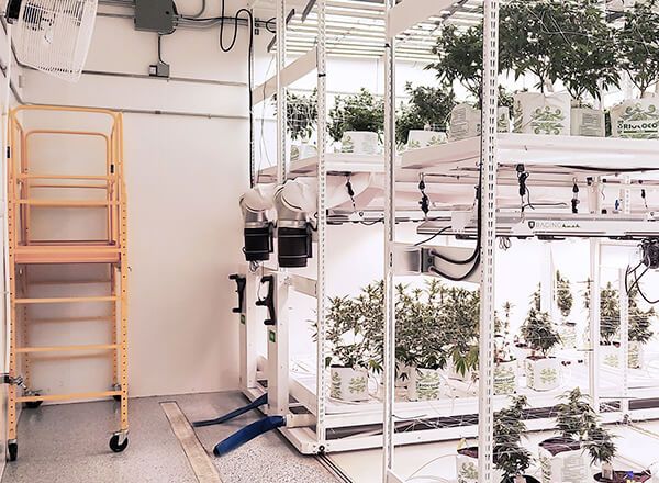 commercial cannabis grow room with spacesaver multi tier racking system