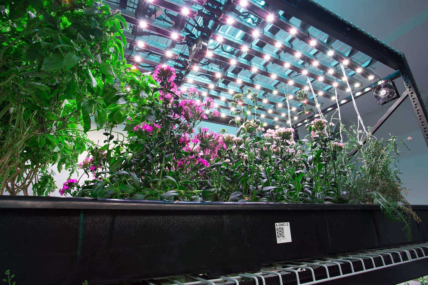 plants and flowers on vertical shelving system with grow lights above