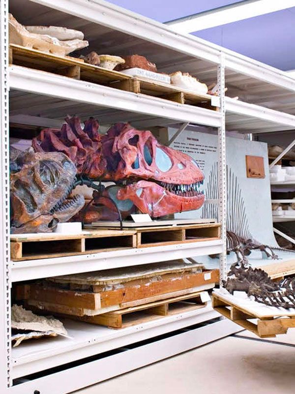 field museum dinosaur storage project