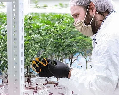 cultivator trimming plants in an indoor grow facility