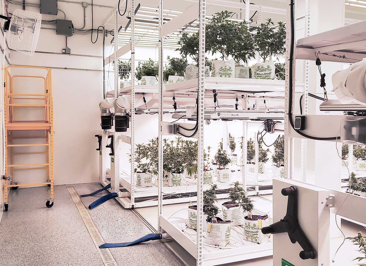 indoor cannabis cultivation room with vertical grow racks