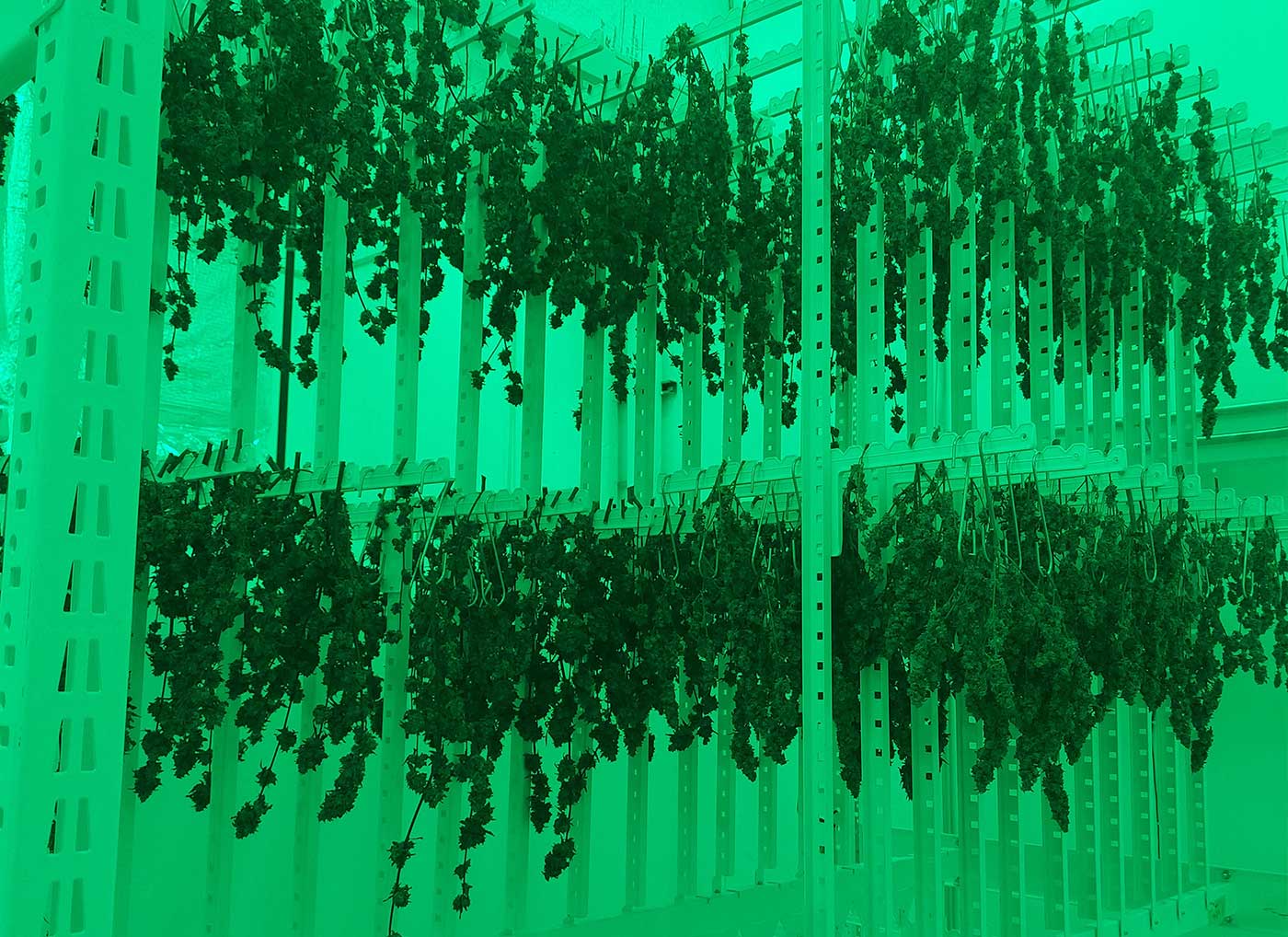 cannabis on drying rack in indoor drying room