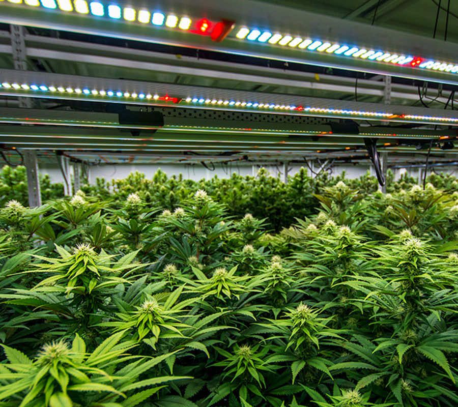 cannabis plants with indoor grow lights above