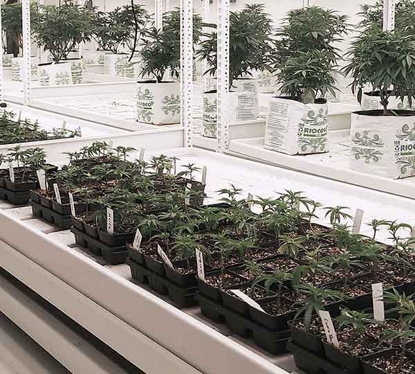 cannabis germination growth at an indoor grow facility