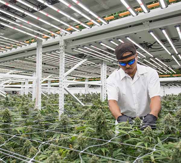 worker trimming cannabis on a Spacesaver vertical grow system at an indoor grow facility