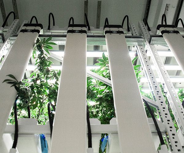indoor medical cannabis racking system with plants