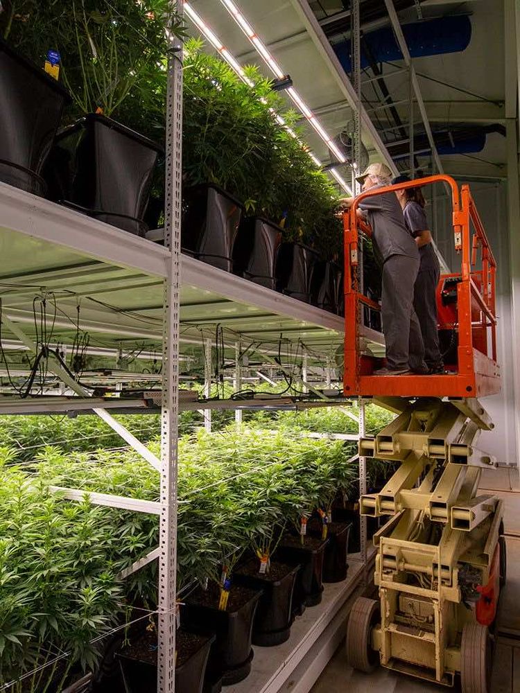 Medical Cannabis Commercial Grow Vertical Racking