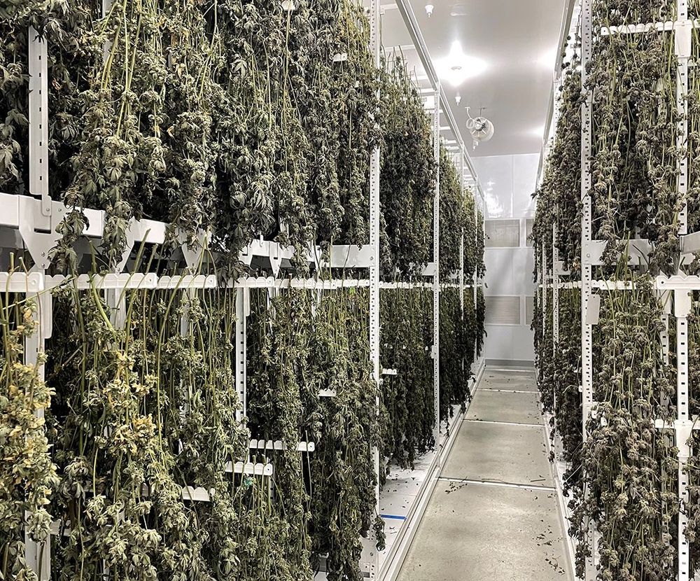 drying cannabis plants hanging on mobile drying system