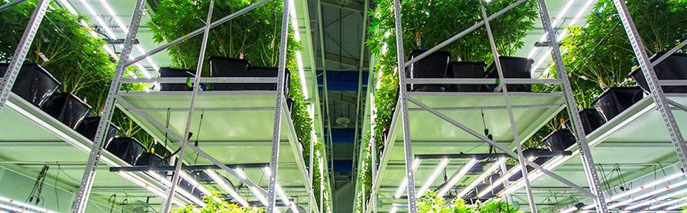 commercial cannabis grow tables
