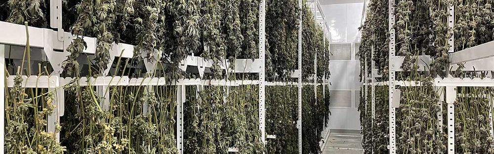 complete commercial cannabis drying system