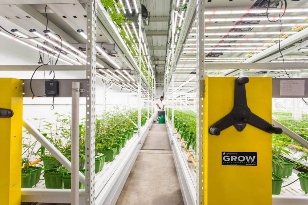 high-density cannabis grow facility