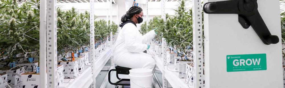 Spacesaver indoor cannabis solutions and growth stages