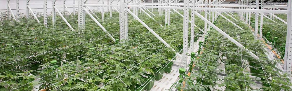 indoor cultivation floor plan grow rooms