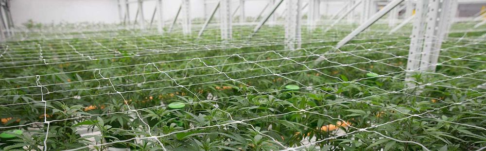 indoor vertical racking cannabis system