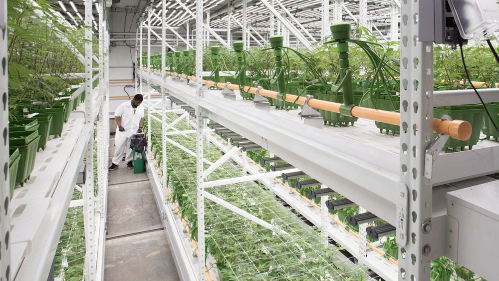 spacesaver cannabis indoor agriculture solutions