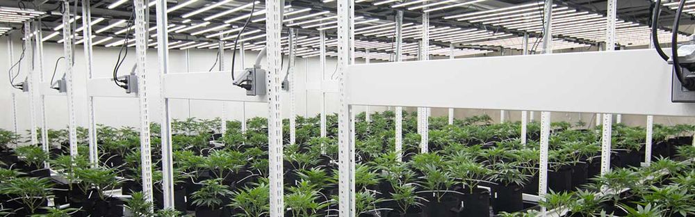 vertical grow rack system commercial cannabis