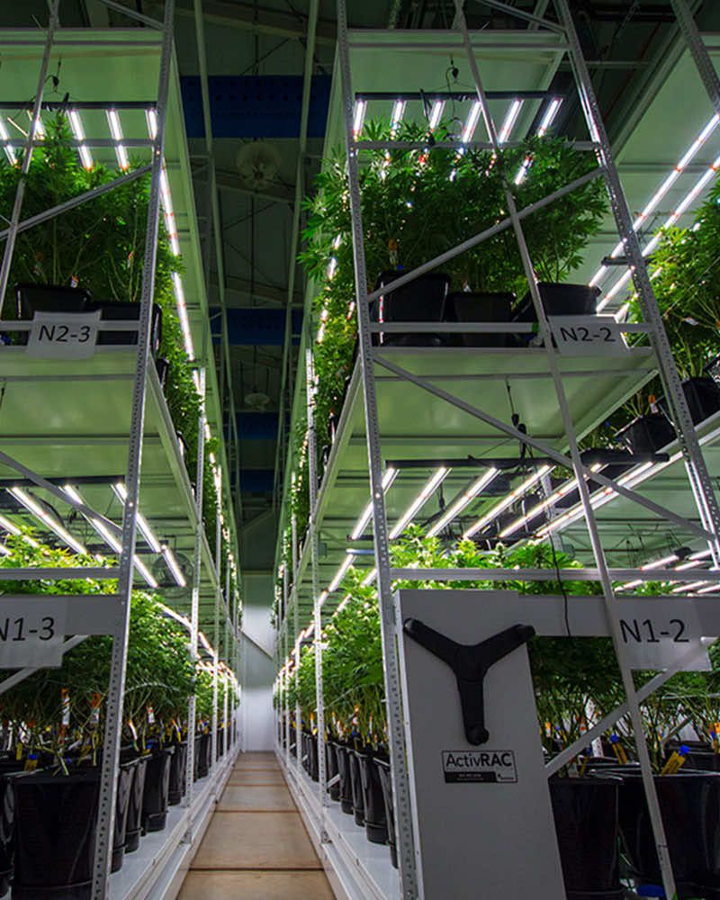 3-tier cannabis indoor grow system