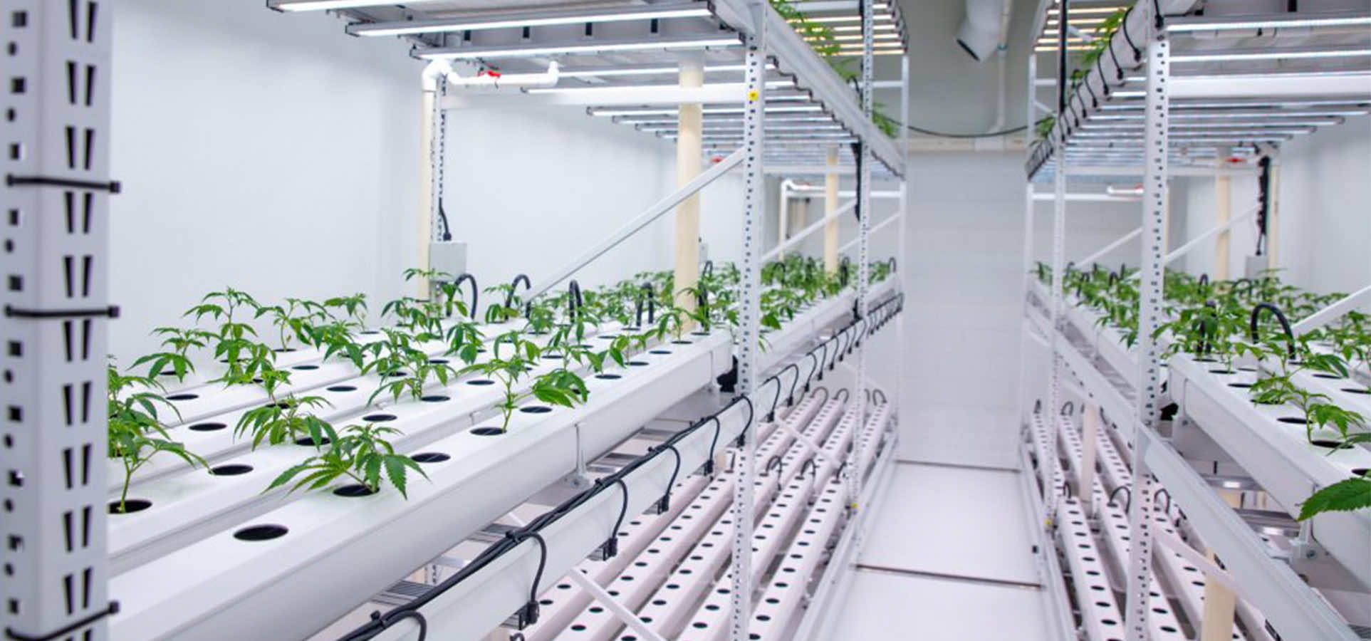 medical cannabis vertical grow system