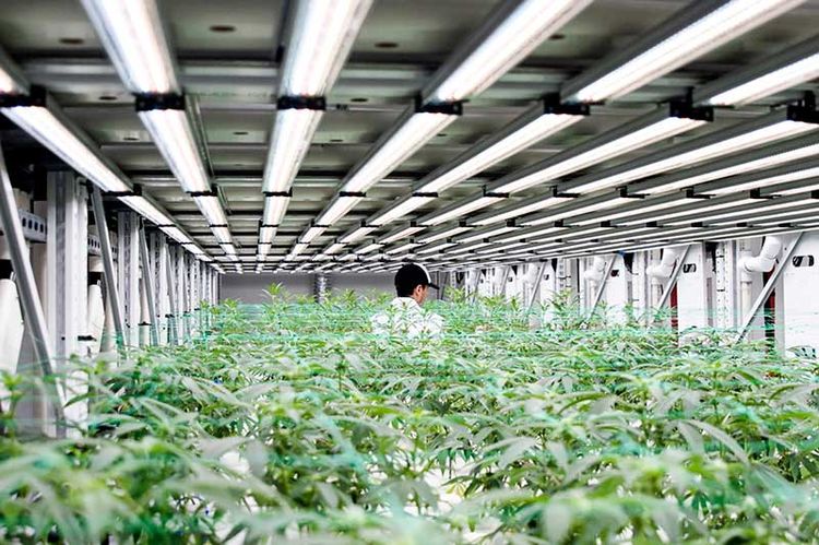 cannabis grow room - eliminate wasted aisle space