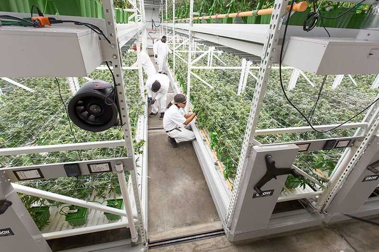 mult-tier commercial grow mobile racking system