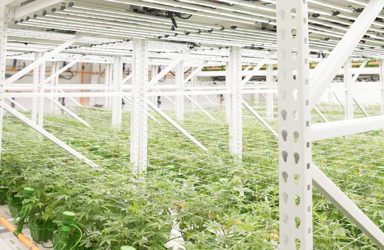 cannabis growing on GROW multi-tiered system