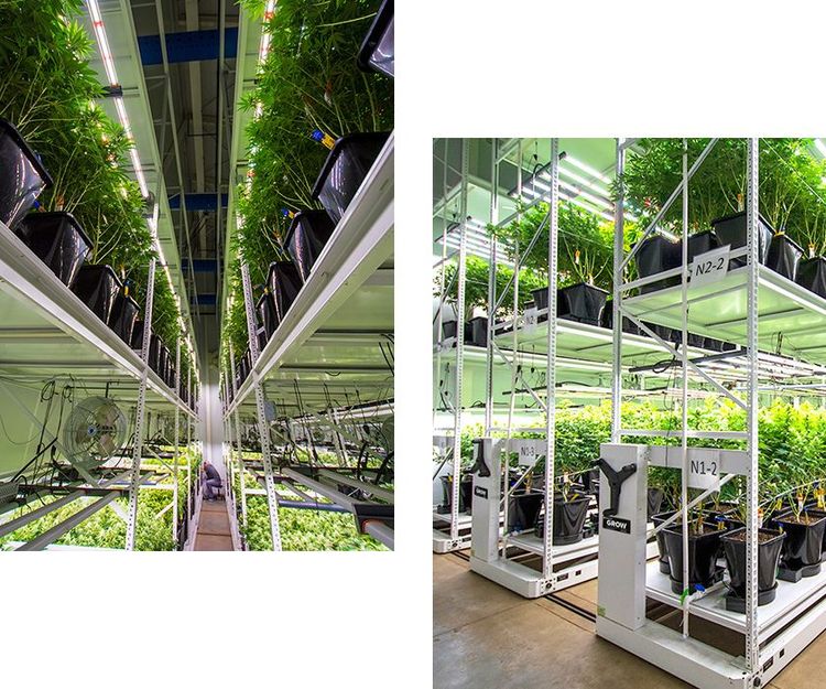 galenas indoor cannabis flower room setup