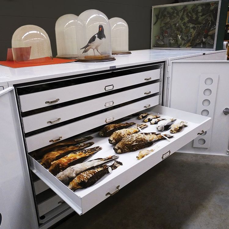natural history counter height collections cabinets