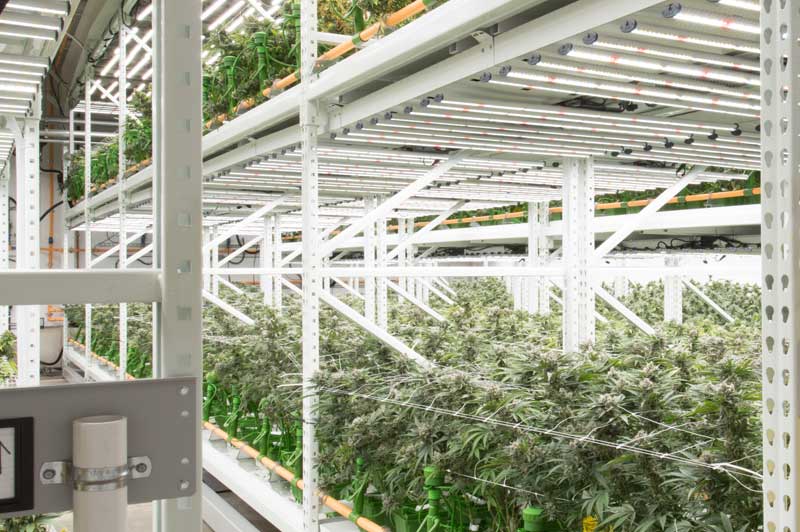 two tier cannabis growing system