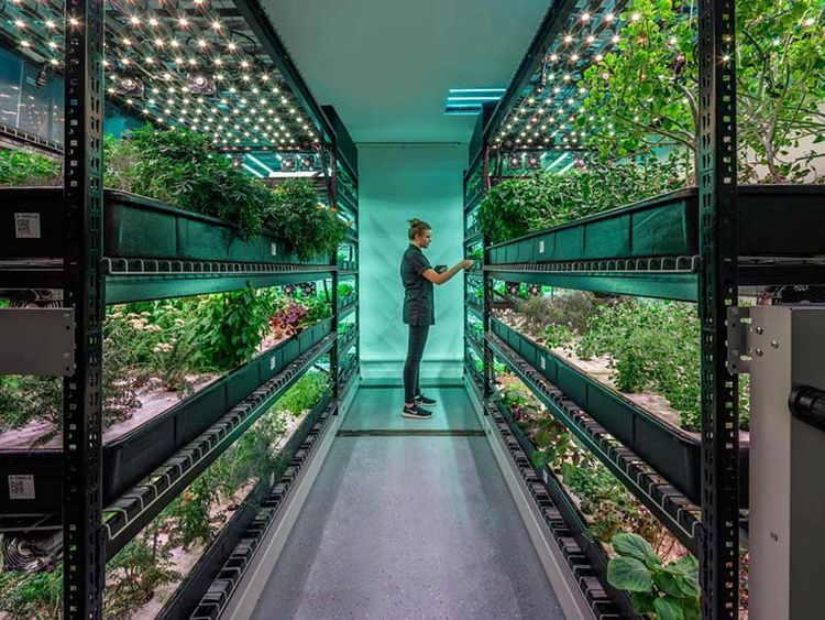 vertical food growing multi table system
