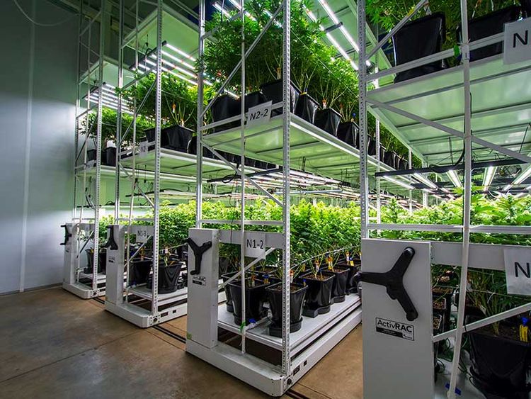 Medical Cannabis Commercial Grow Vertical Racking Galenas