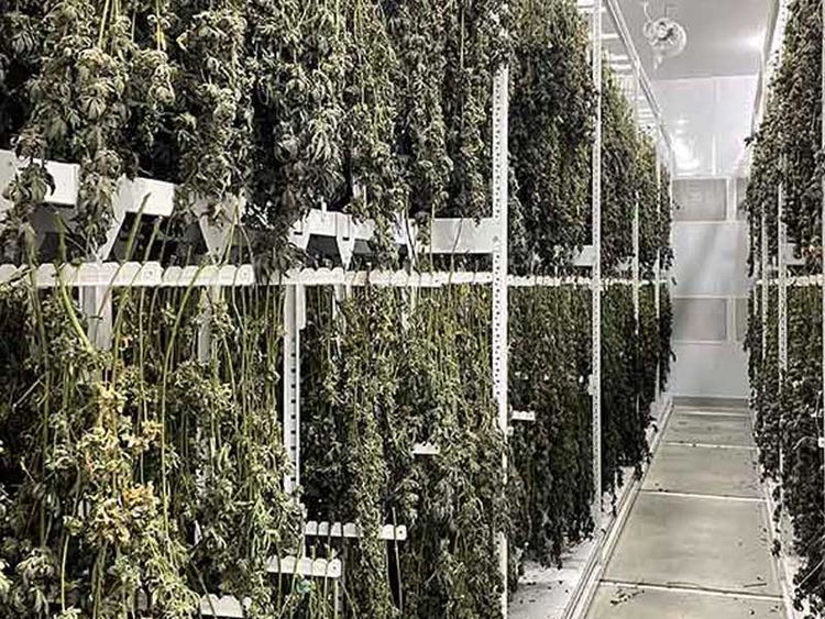 Indoor cannabis harvest drying on Spacesaver's drying rack