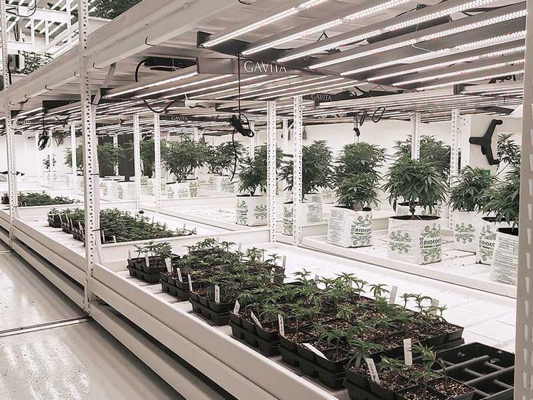 cannabis adjustable racking system