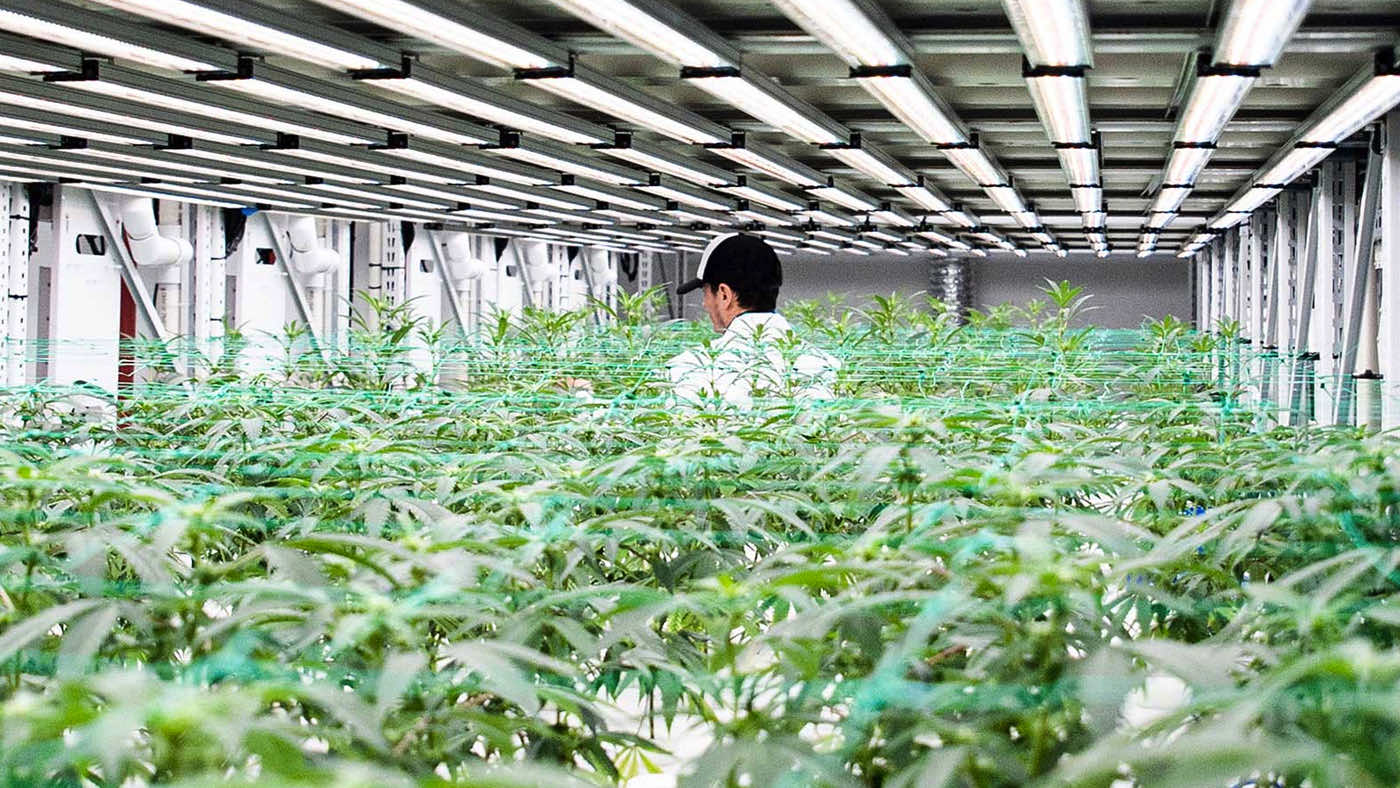 cultivator in aisle of mobile grow racks for medicinal cannabis growth