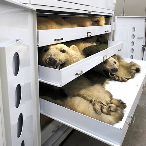 museum mammal science collection storage