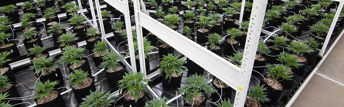 Rows of cannabis plants on Spacesaver's indoor grow systems